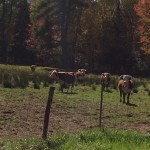 A Cow Pasture by White Mountain