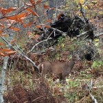 A Deer on a trail in Parc du Mont-Oxford