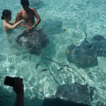 Jessica Feeding Stingrays