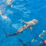 Sharks in South Pacific